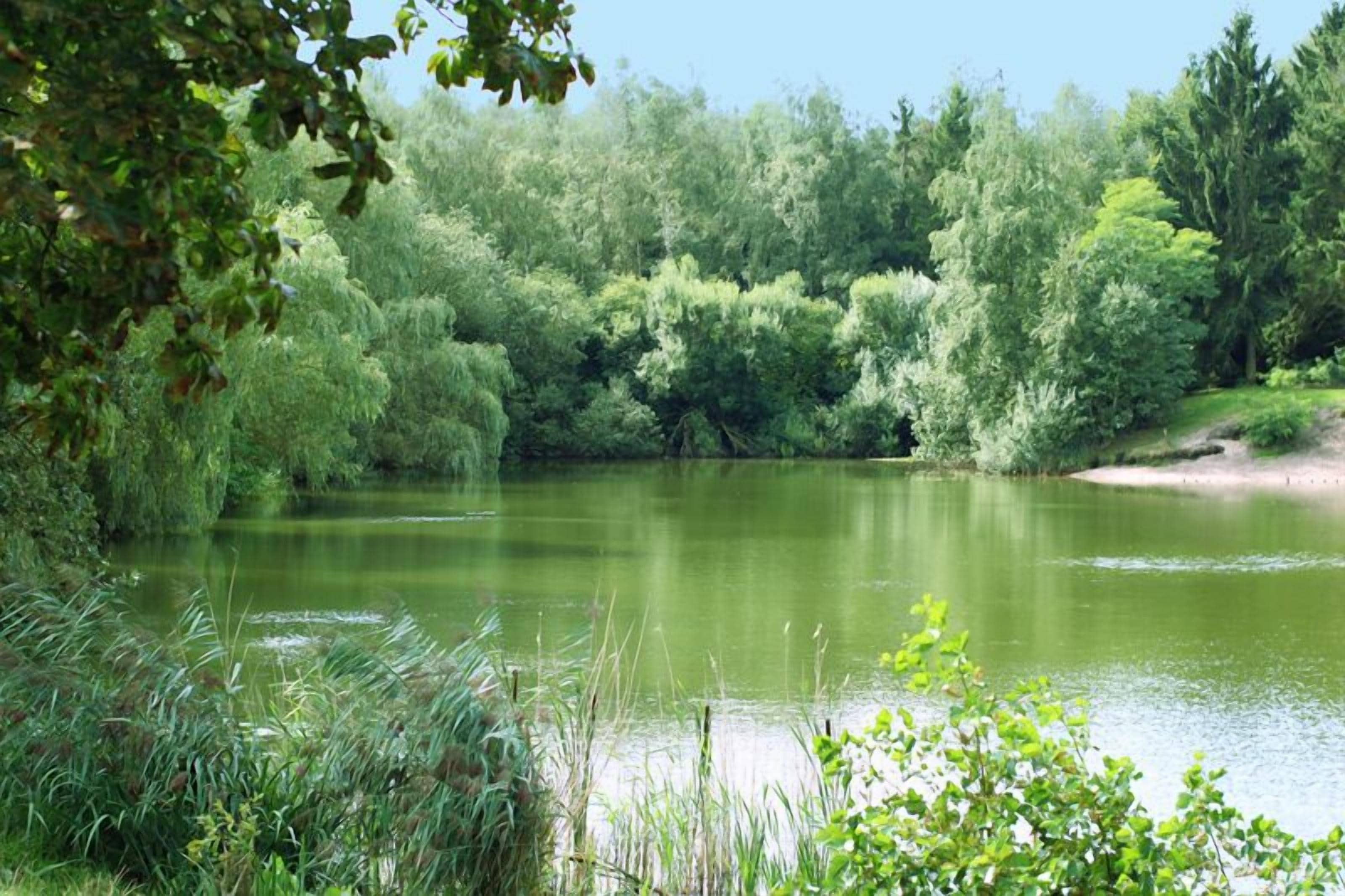 Un llac tranquil envoltat de vegetació densa i arbres.