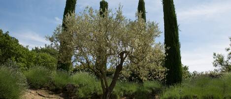 Un árbol con un tronco grueso y una copa amplia, rodeado de árboles altos y delgados y un follaje denso.