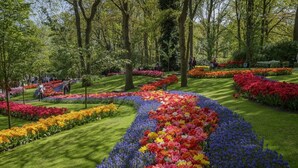 Un jardín con una variedad de flores coloridas dispuestas en un sendero serpenteante.