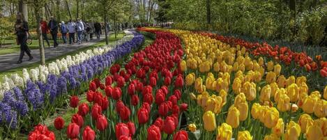 Een tuin met rijen tulpen en andere bloemen, een pad en mensen die wandelen.
