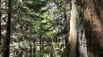Une forêt dense, avec de grands arbres et un sentier de terre.