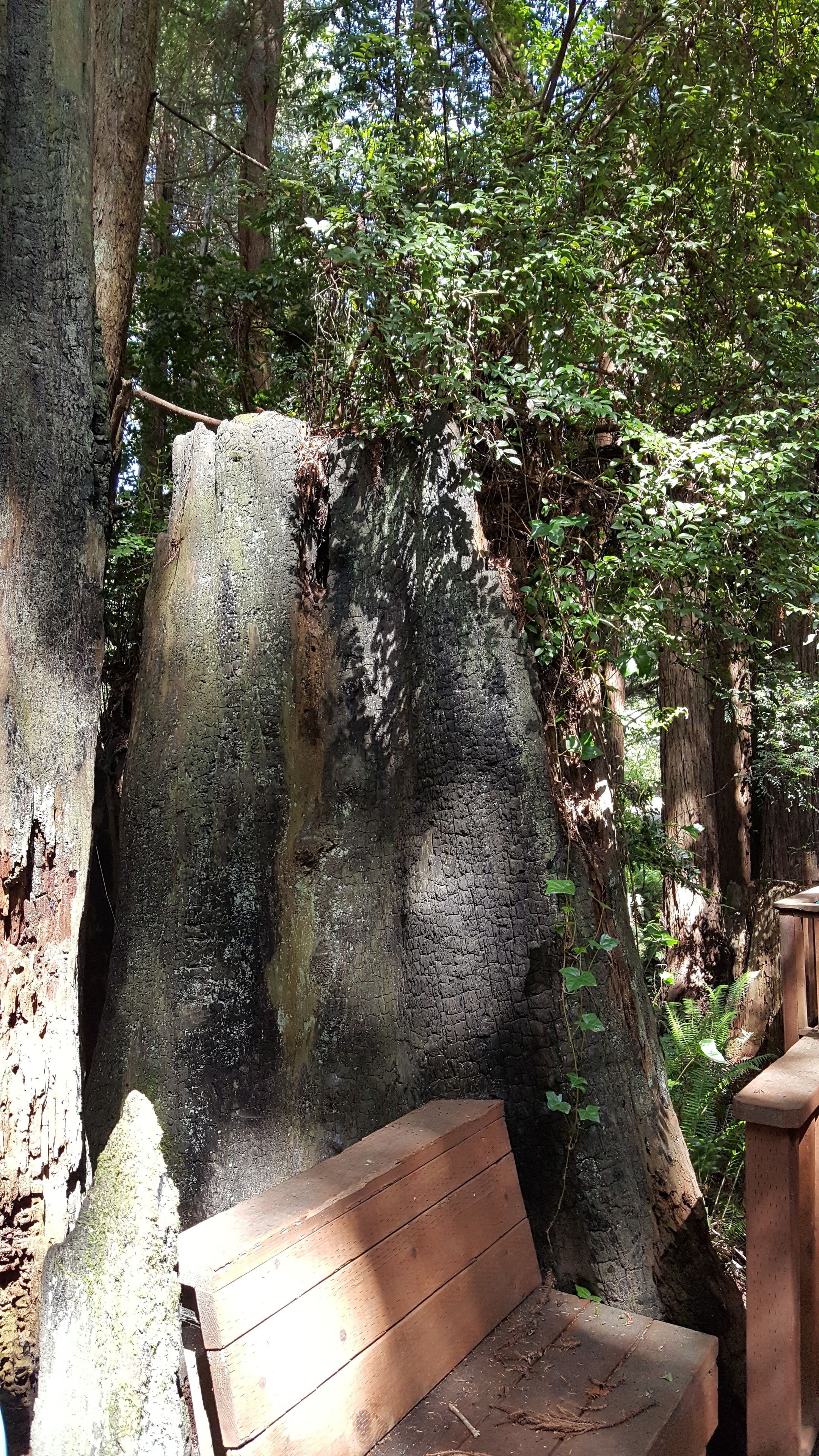 A wooden bench in a forested area with a large rock formation and trees in the background.