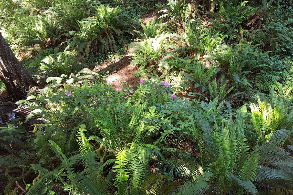 A dense forest with ferns and small purple flowers.
