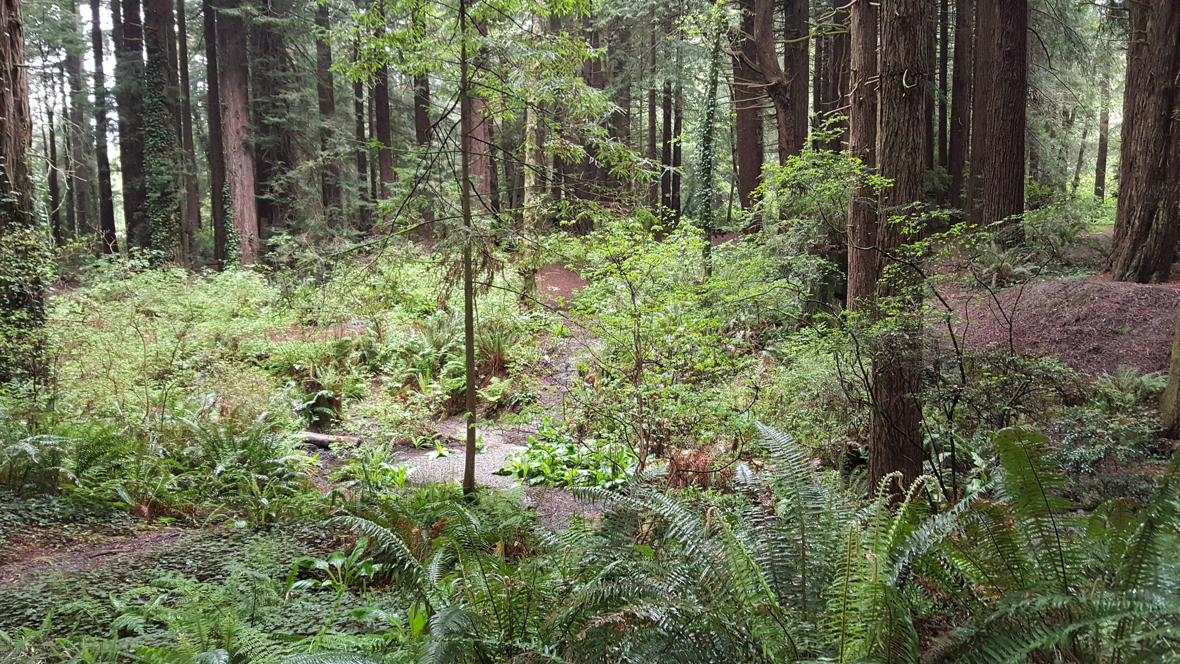 A dense forest with tall trees and undergrowth.