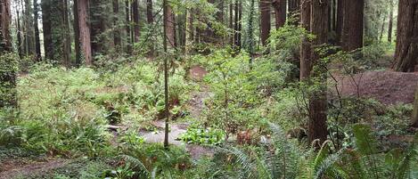 A dense forest with tall trees and undergrowth.