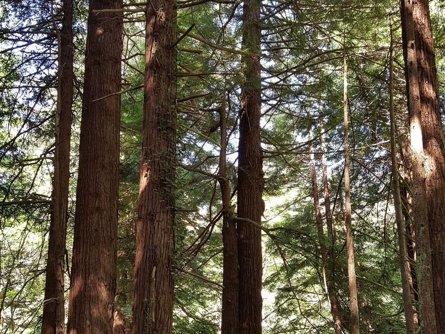 A forested area with tall trees and a wooden walkway.
