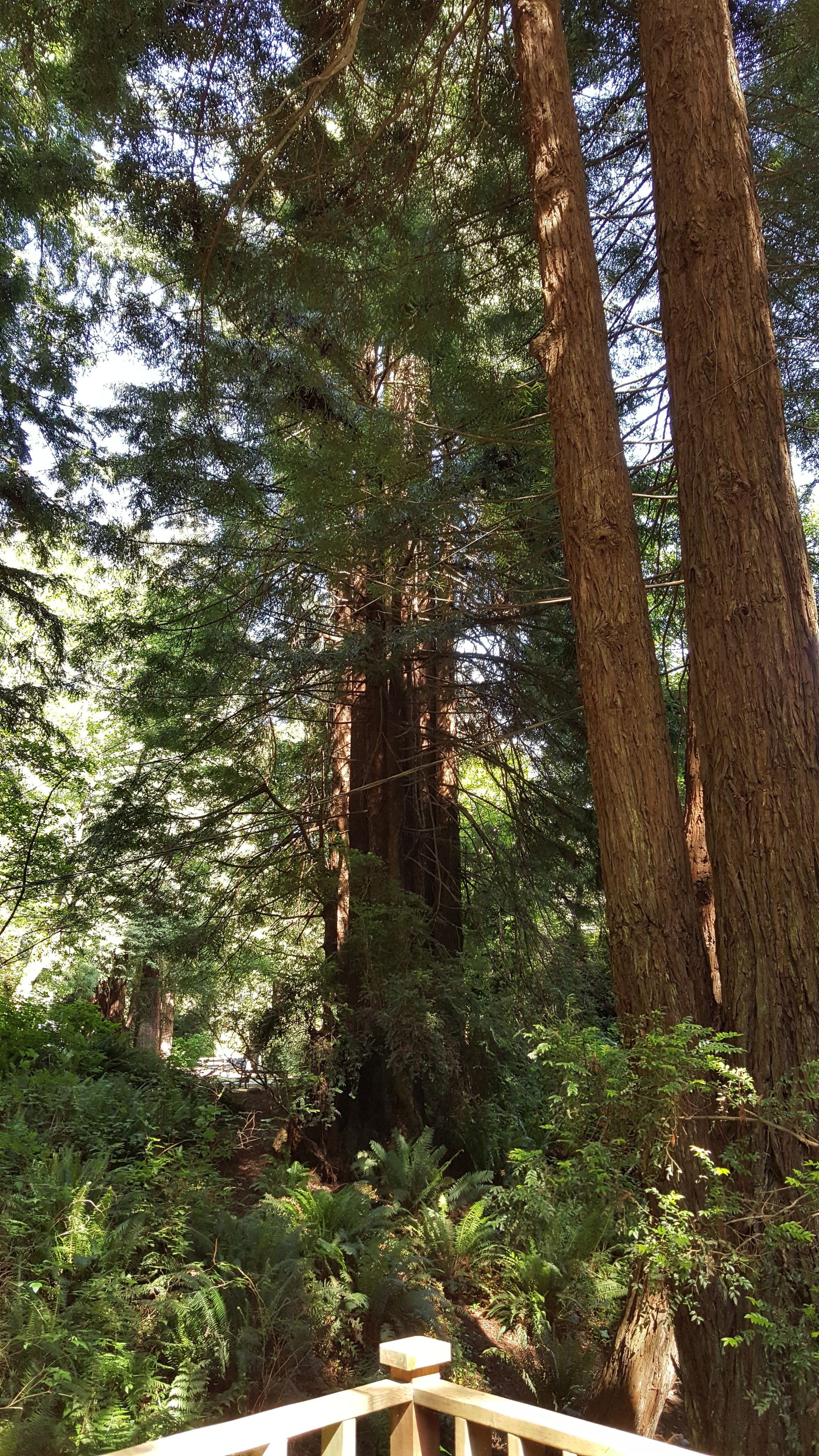 Un’area boscosa con alberi alti e fitta vegetazione.