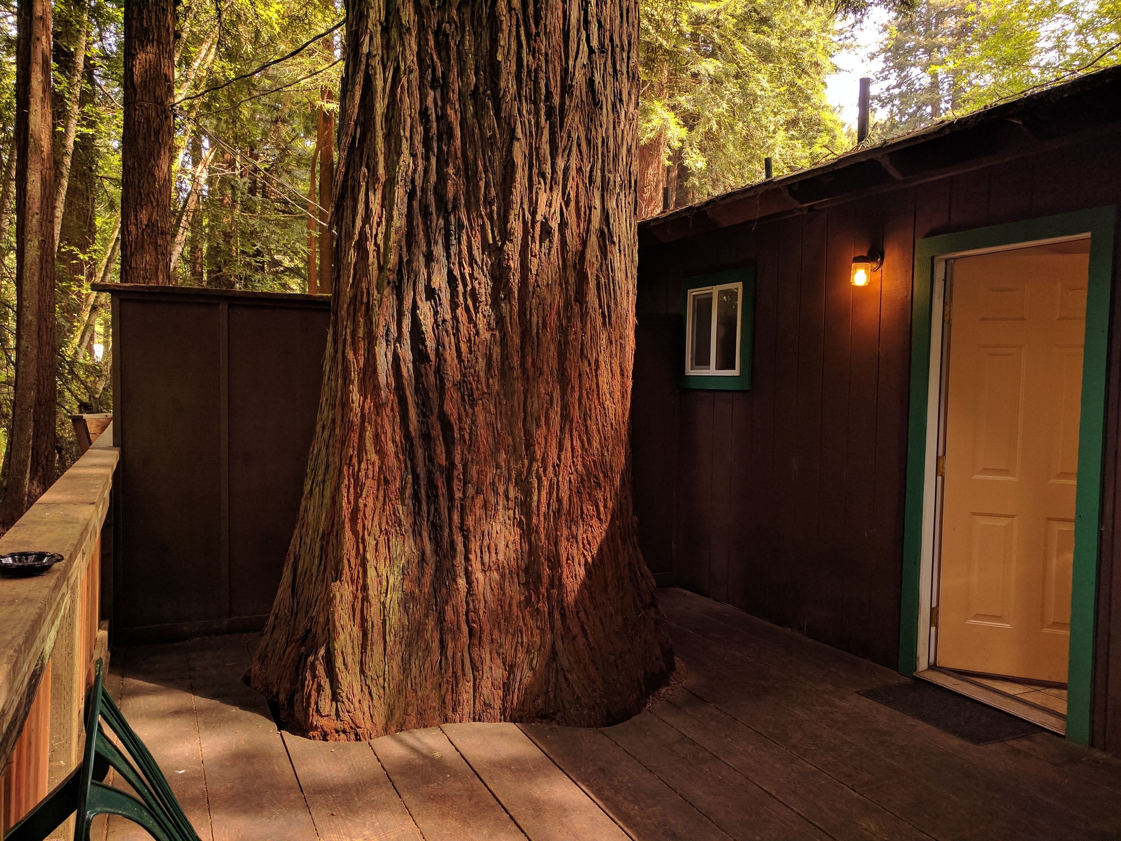 A large tree trunk in a wooden cabin with a door and a window.