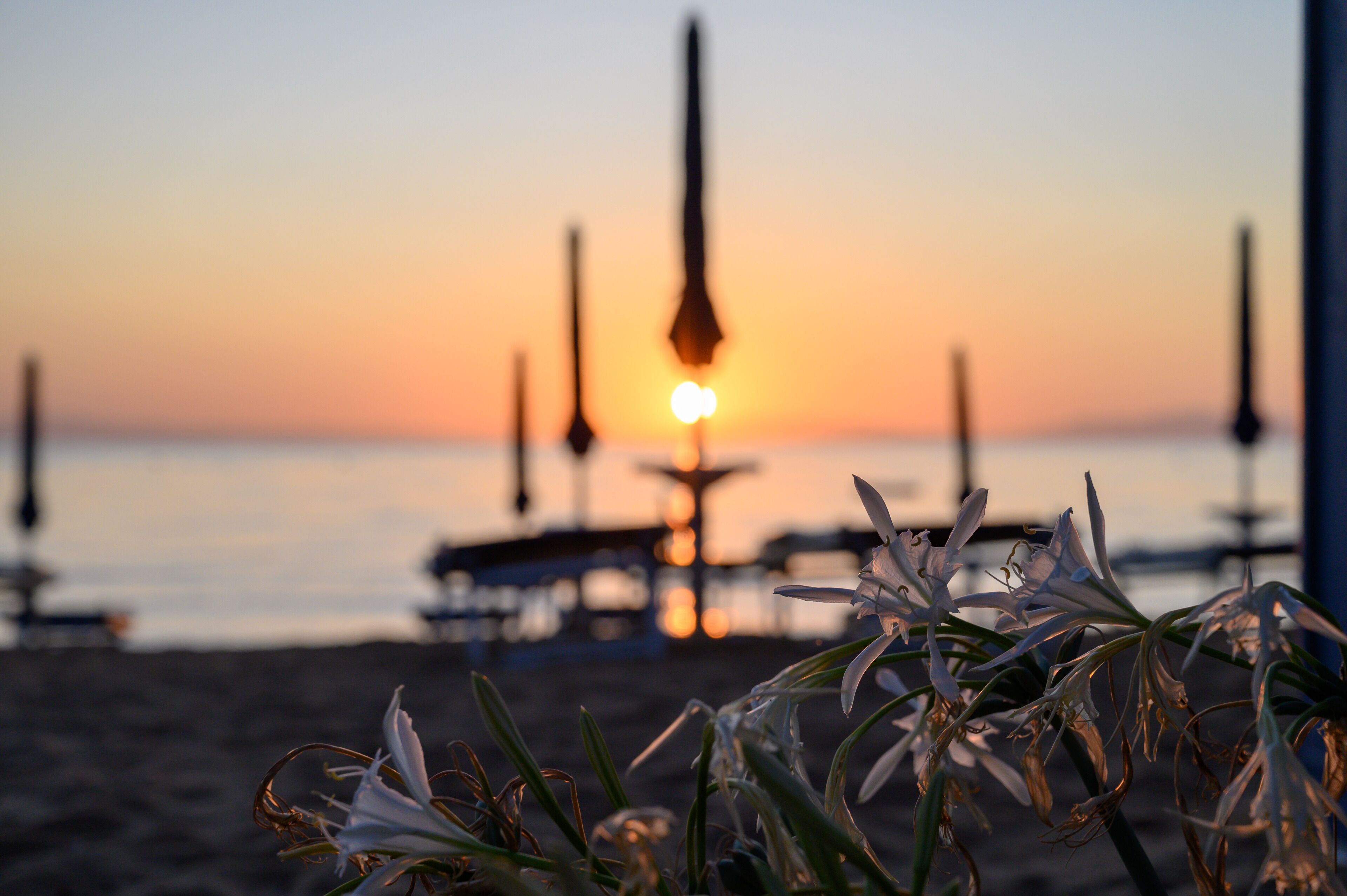 A beach scene with a sunset, boats, and flowers in the foreground.