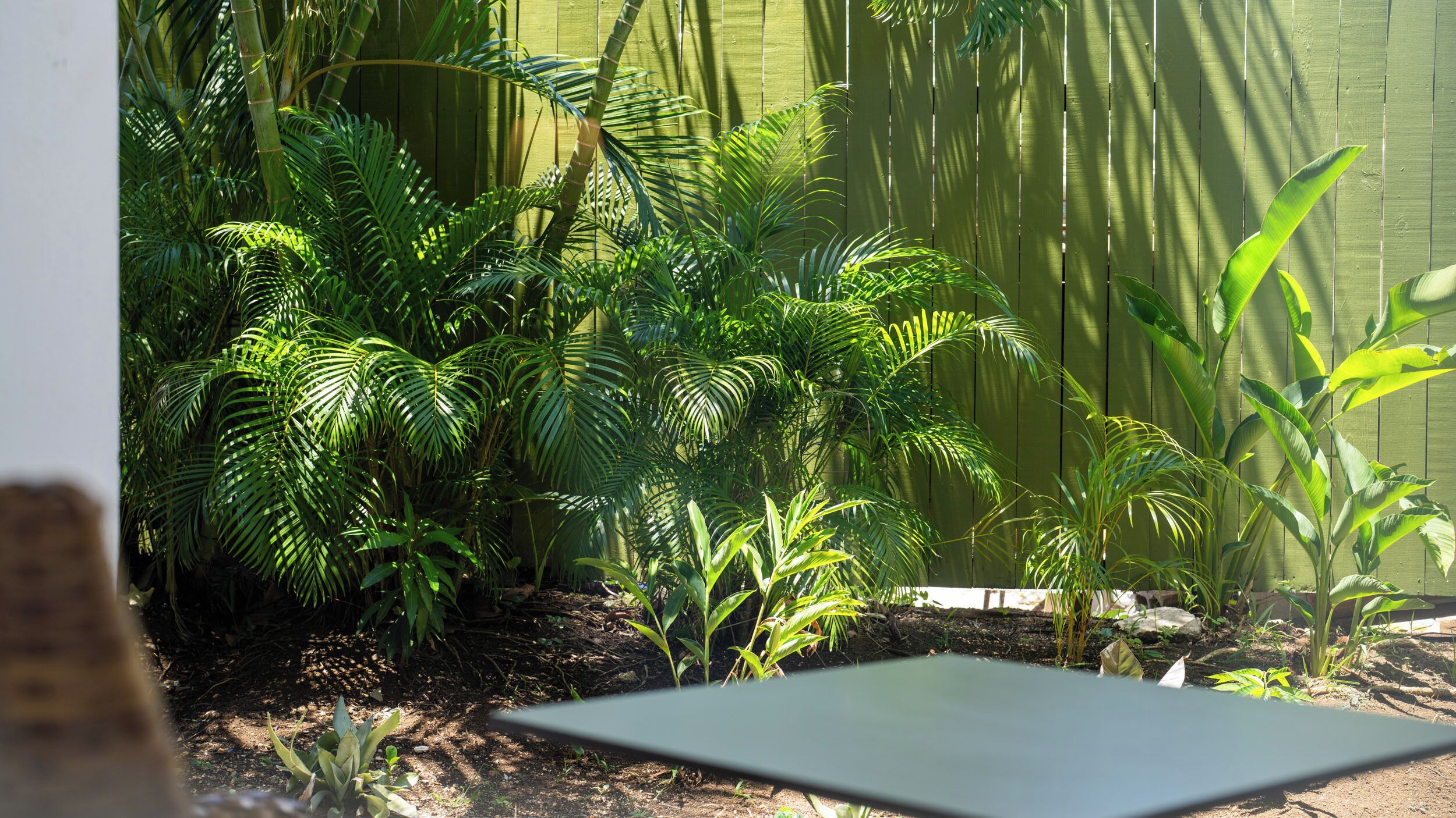 A garden with various tropical plants and a wooden fence in the background.