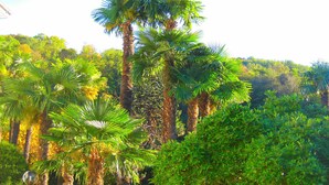A dense tropical forest with tall palm trees and dense green foliage. - Garni Gardenia (Caslano)