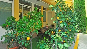 Un área de estar al aire libre techada con limoneros en macetas y una mesa.