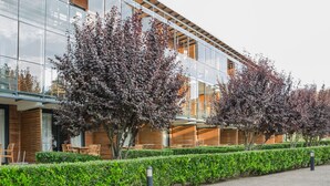 Un edificio moderno con ventanas de vidrio y paneles de madera, rodeado de setos bien recortados y árboles con hojas moradas.