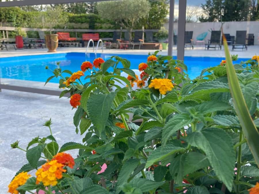 Outdoor pool, open 9:00 AM to 7:30 PM, pool loungers