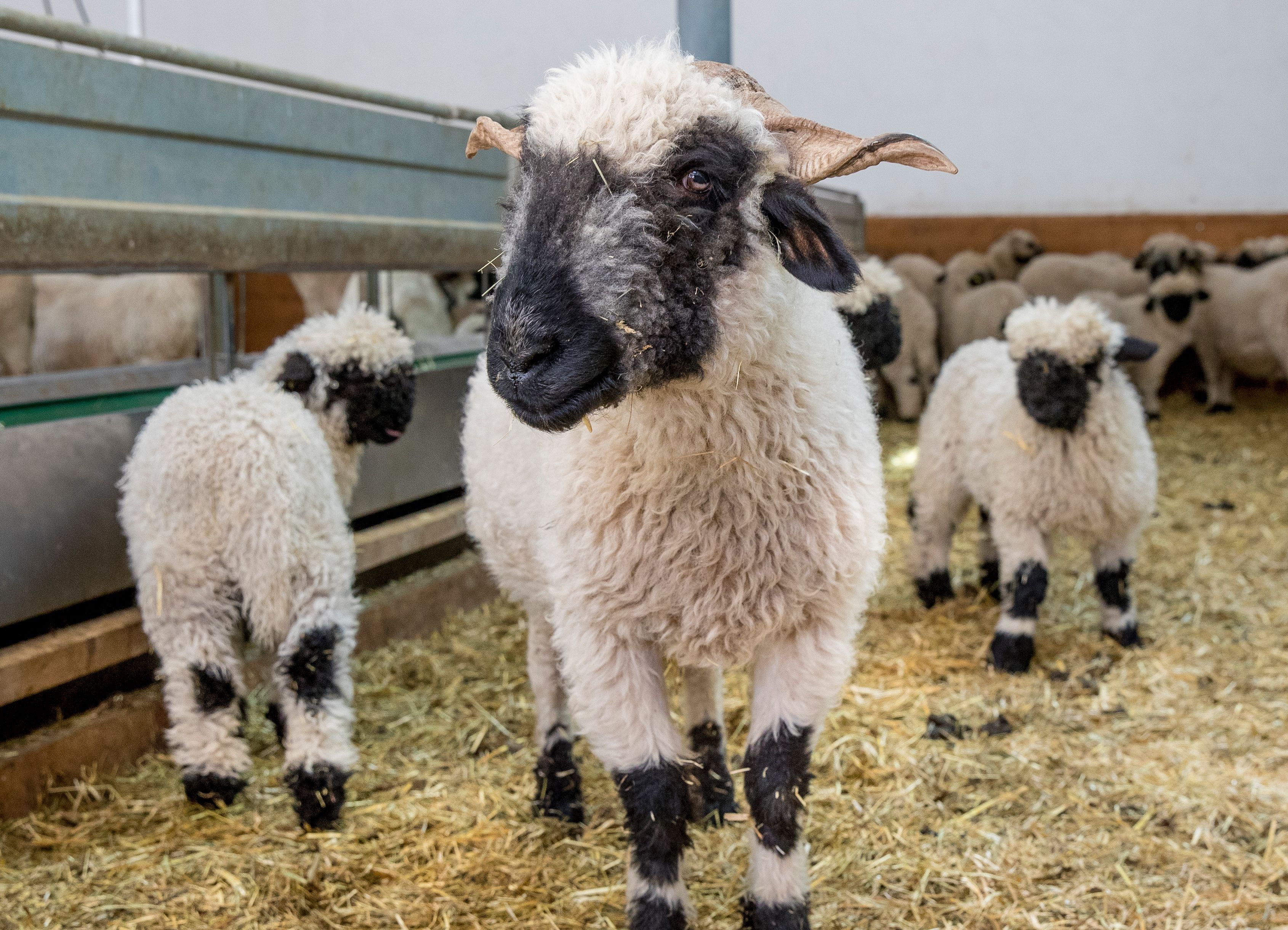 A group of sheep in a pen with hay on the ground.