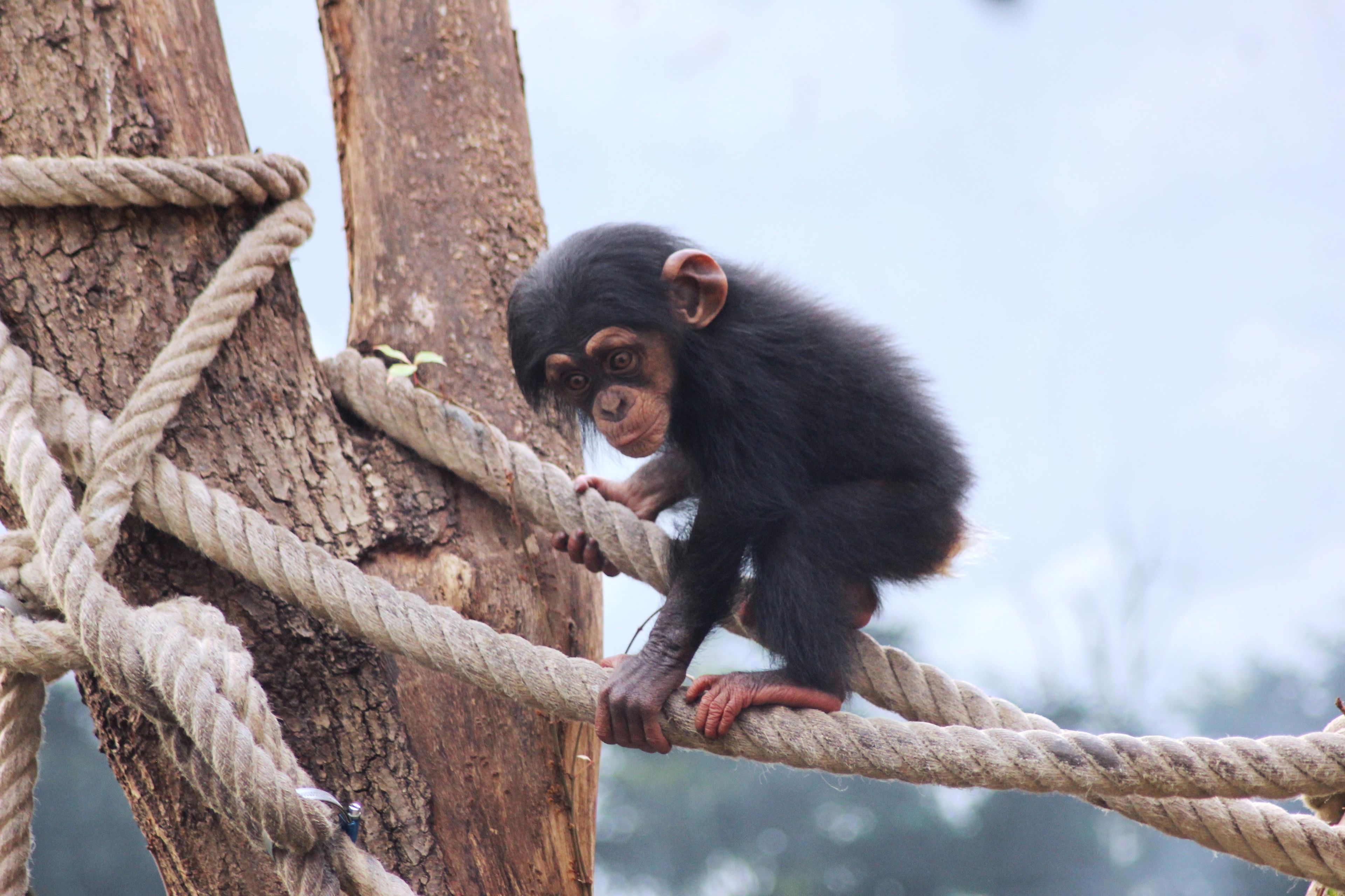 A chimpanzee climbing a rope structure.