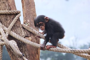 A chimpanzee climbing a rope structure.