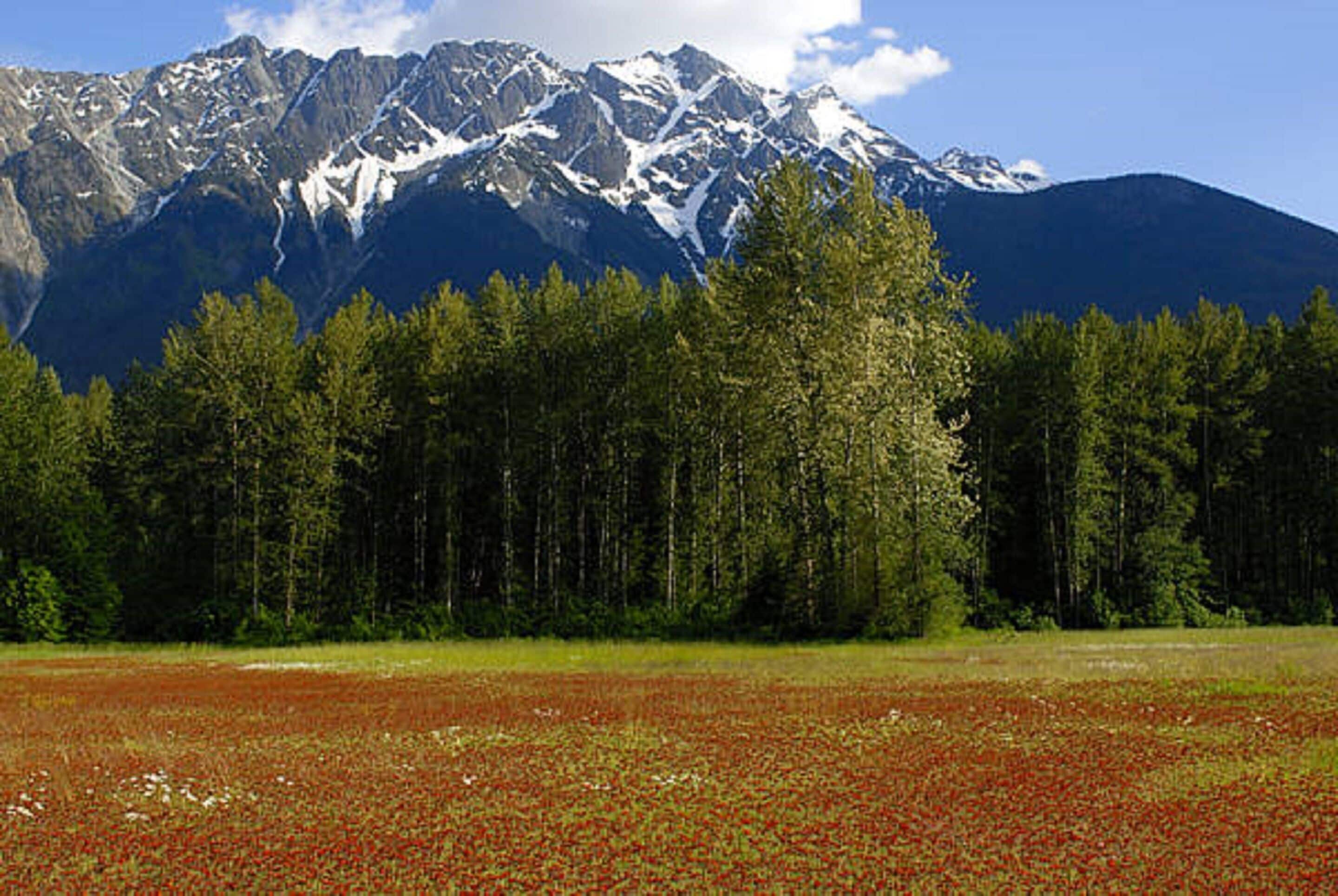 Eine gebirgige Landschaft mit Wald und einem Feld roter Blumen.