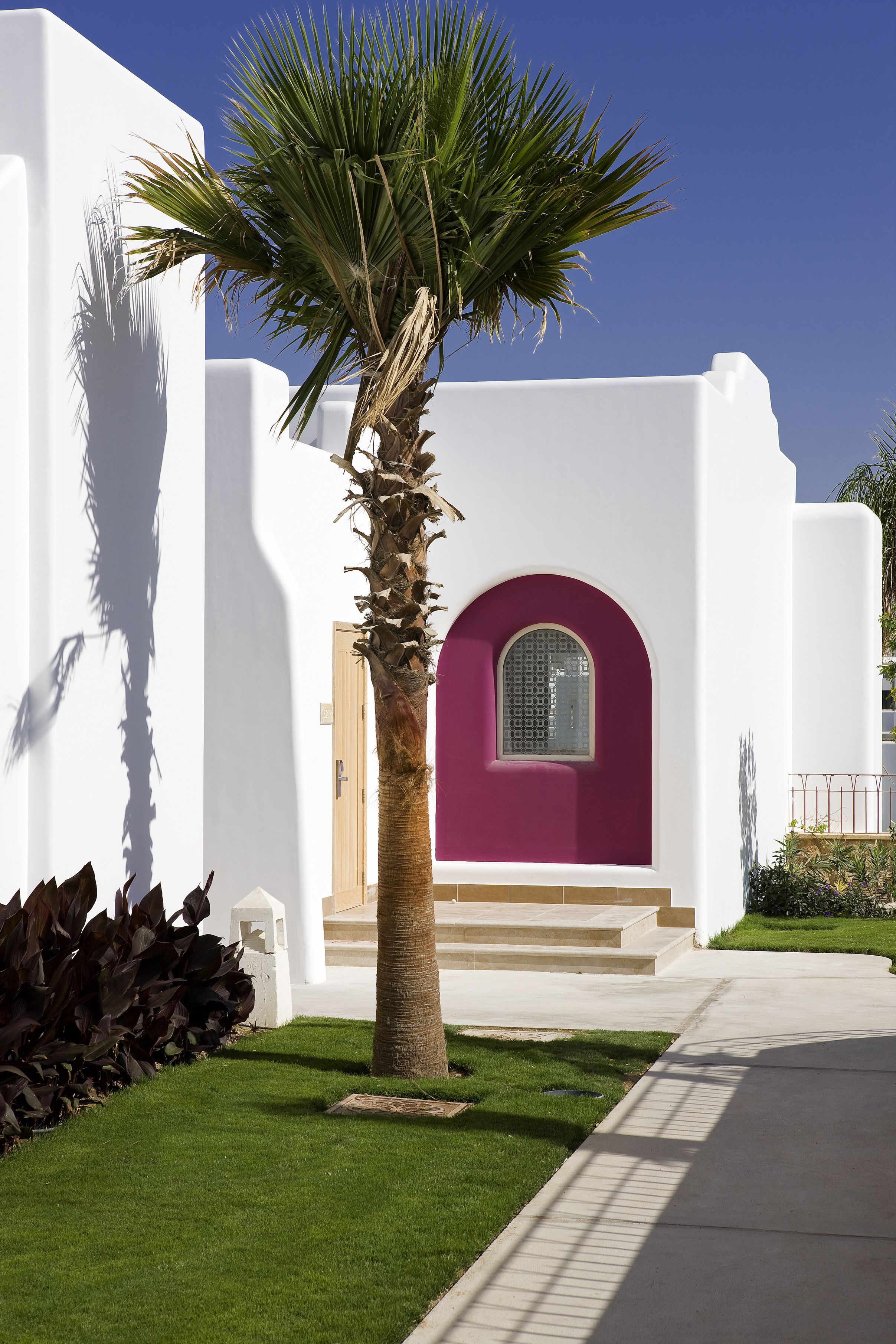 A white building with a purple door and a palm tree in front.