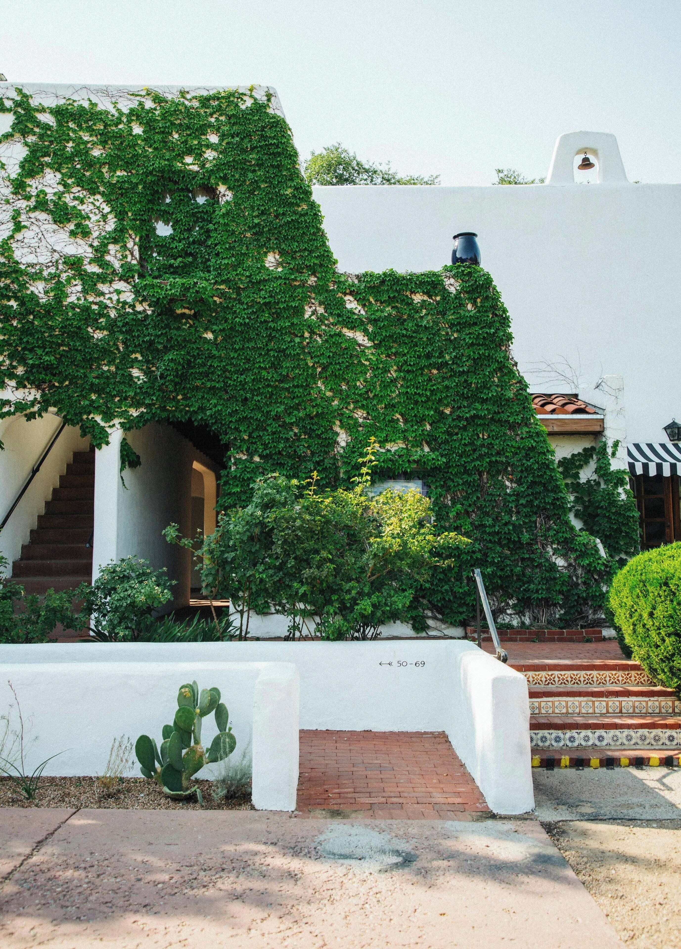 A building with a white facade partially covered by green ivy, a cactus in the foreground, and a bell tower in the background.