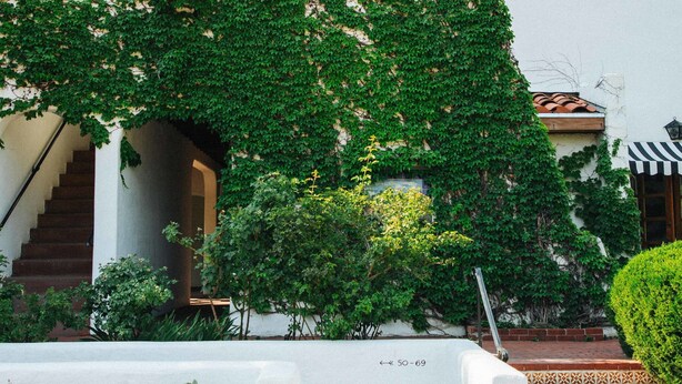A building with a white facade partially covered by green ivy. There is a staircase leading to an entrance, and a cactus plant in the foreground. - El Rey Court (Santa Fe)