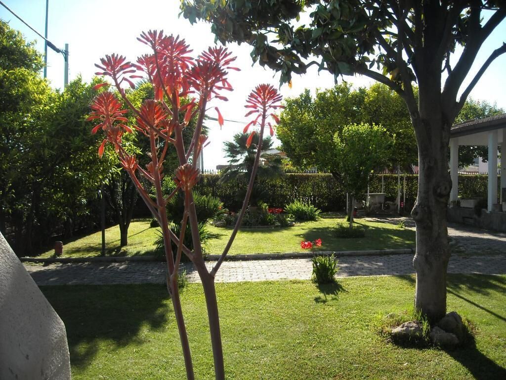 A garden with a paved walkway, a tree, and a building in the background.