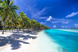 A beach with palm trees and clear turquoise water.