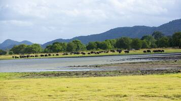 A riverbank with a herd of elephants and a mountainous landscape in the background.