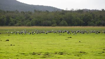 A large open field with a flock of birds, likely geese, in the foreground.