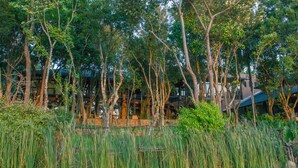 Un edificio rodeado de árboles frondosos y hierbas altas.