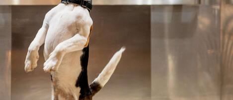 Un perro parado sobre sus patas traseras en un espacio interior.