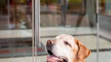 Un cane che guarda fuori dalla finestra.