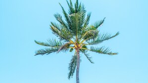 A palm tree and the text "#SAMBA" in red letters on a grassy area with a view of the ocean. - Samba Vallarta - All Inclusive (Nuevo Nayarit)
