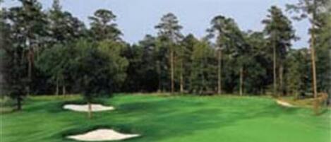 A golf course with sand bunkers and tall trees.