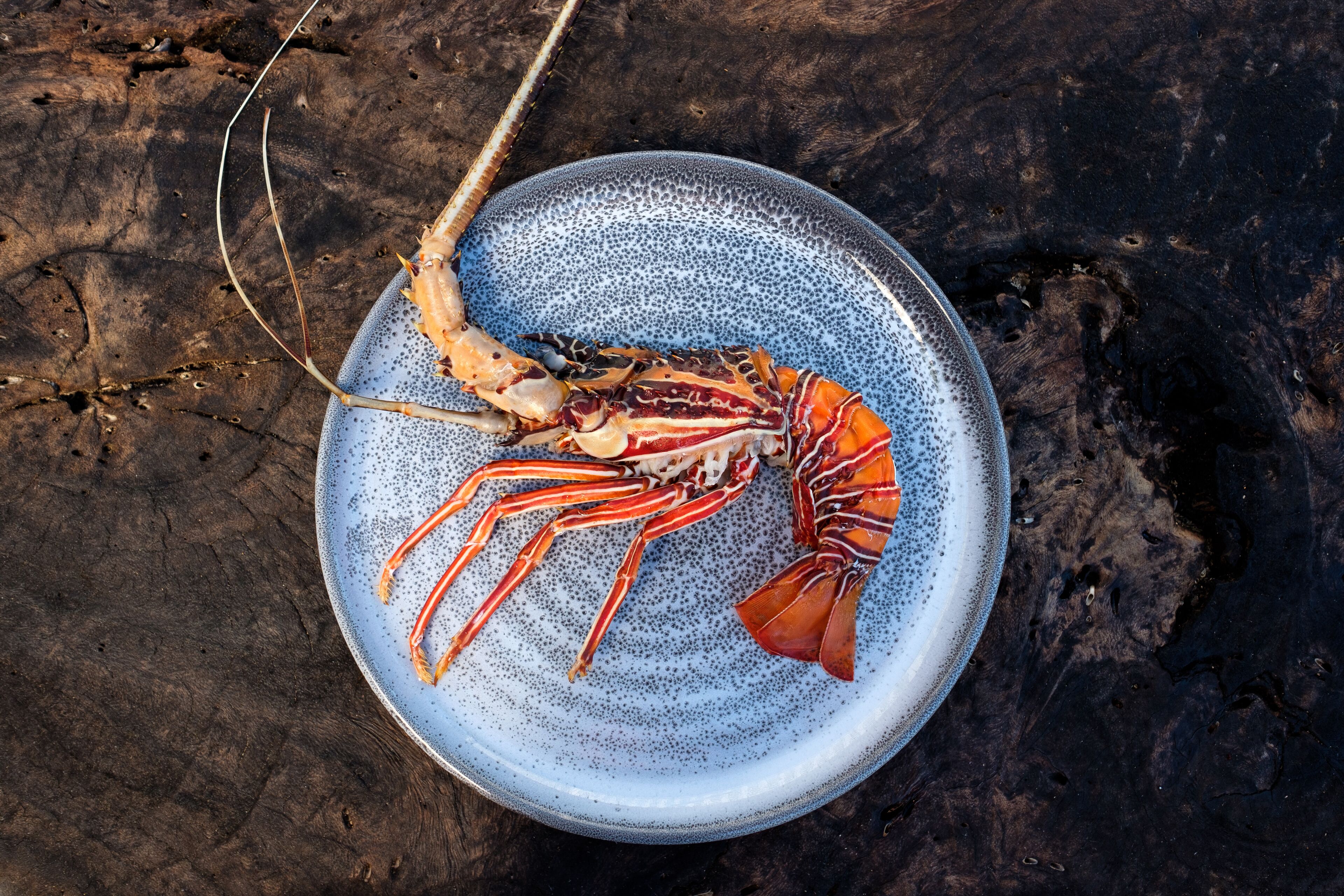 A lobster on a speckled ceramic plate.