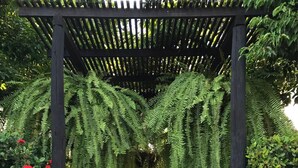 A covered walkway with hanging ferns and red flowers, leading to a stone pathway. - Rachamankha Hotel (Chiang Mai)