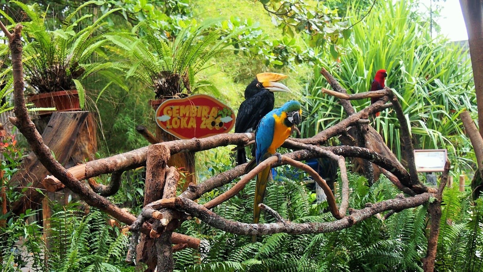 A bird perched on a branch in a lush, green environment with a sign in the background.