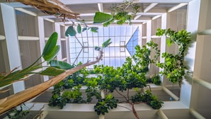 An indoor atrium with a variety of plants, including large-leafed species, and a view of the sky through a glass ceiling.