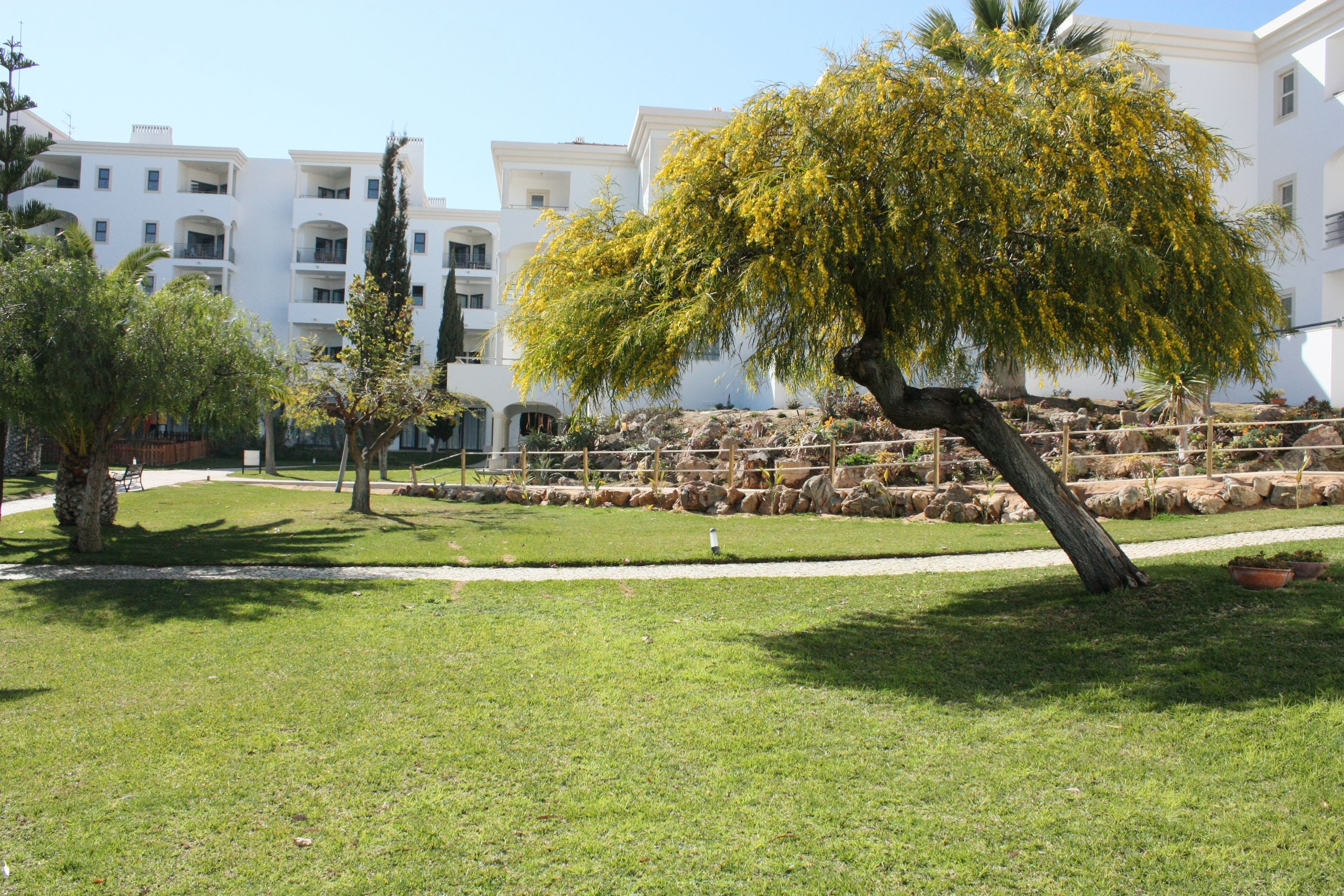 Un patio cuidado con un árbol grande, un sendero y un edificio con varios balcones.