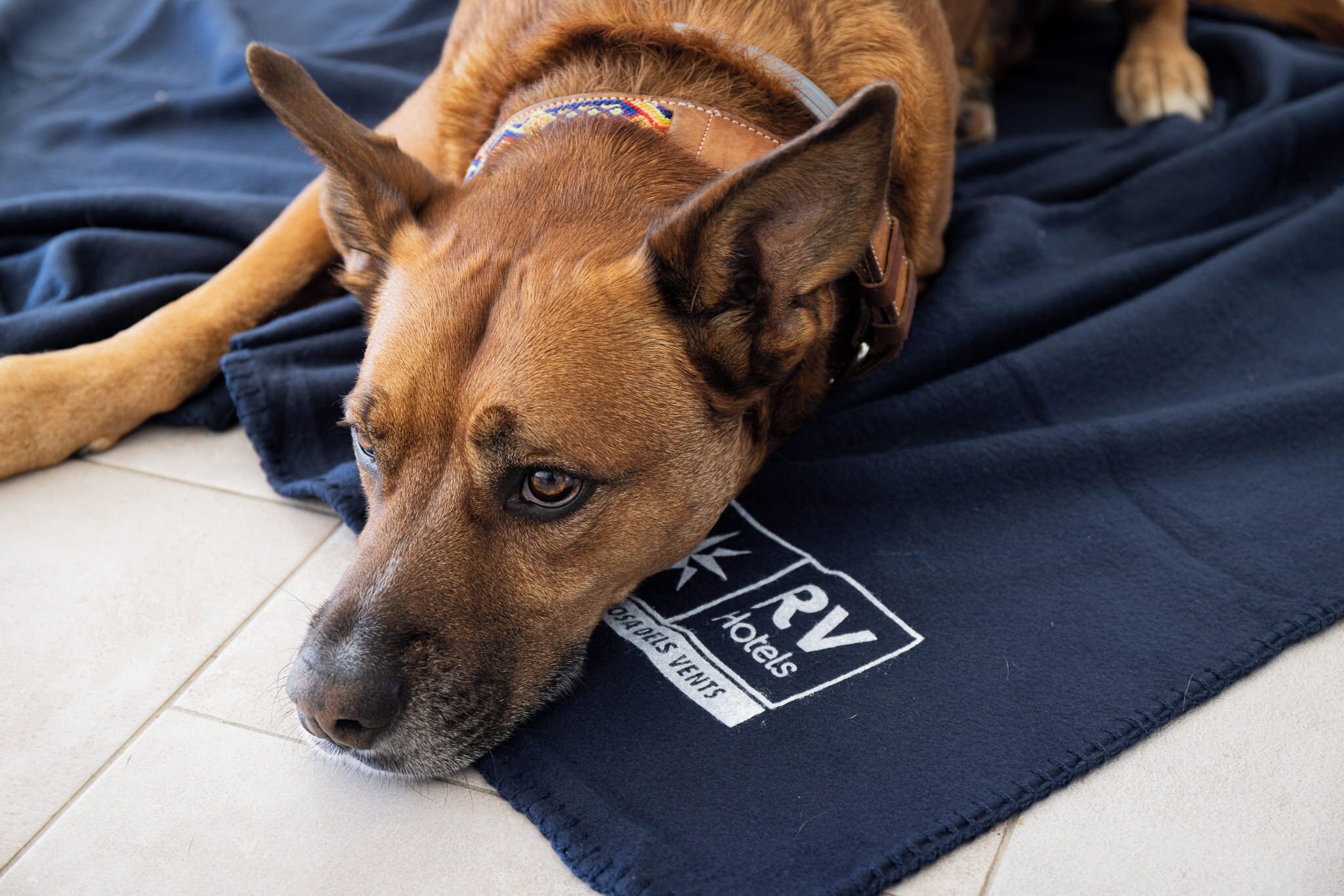 Foto - RVHotels Tuca