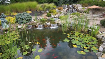 Um lago com nenúfares e carpas, rodeado por pedras e plantas.