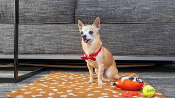 Een kleine hond zit op een kamer met een gekleurd tapijt, speeltjes en een grijze bank.