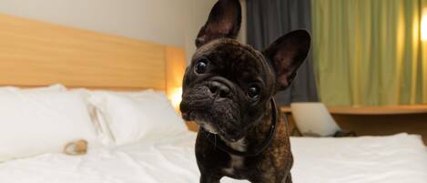 A small dog on a bed with white bedding and a wooden headboard.