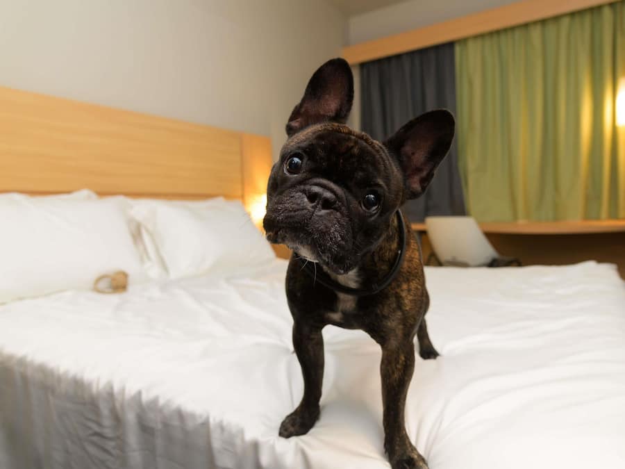 Un petit chien est allongé sur un lit dont le linge de lit est blanc et qui possède une tête de lit en bois.