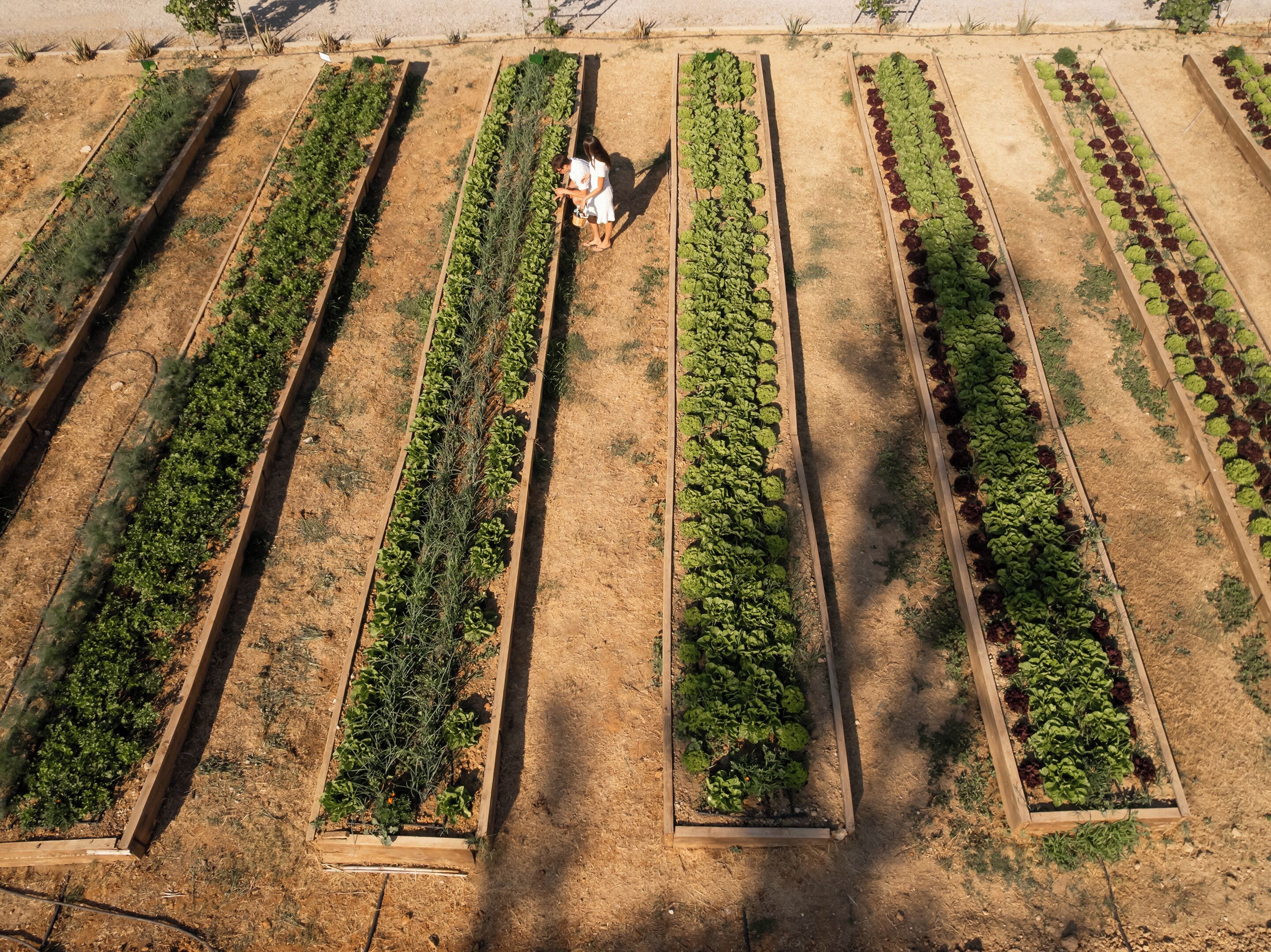 Vista aérea de un jardín con camas elevadas, una persona cuidando las plantas y un cielo despejado.