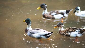 Drie eenden zwemmen in het water.