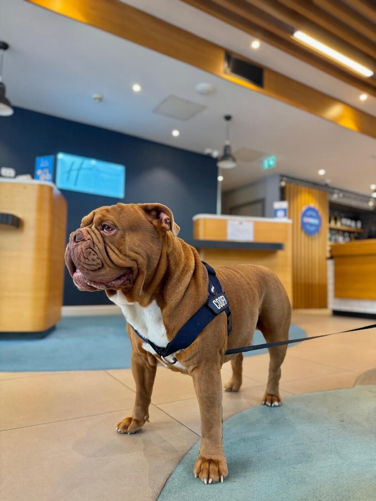 A brown dog with a harness standing in a modern indoor space with wooden counters and a blue floor.