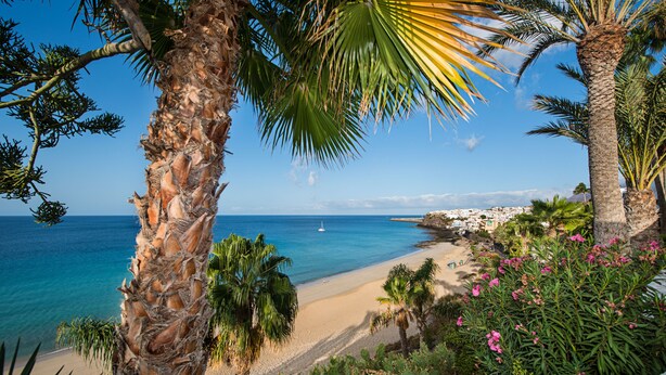 Un paisaje costero con una playa arenosa, palmeras y un mar azul claro.