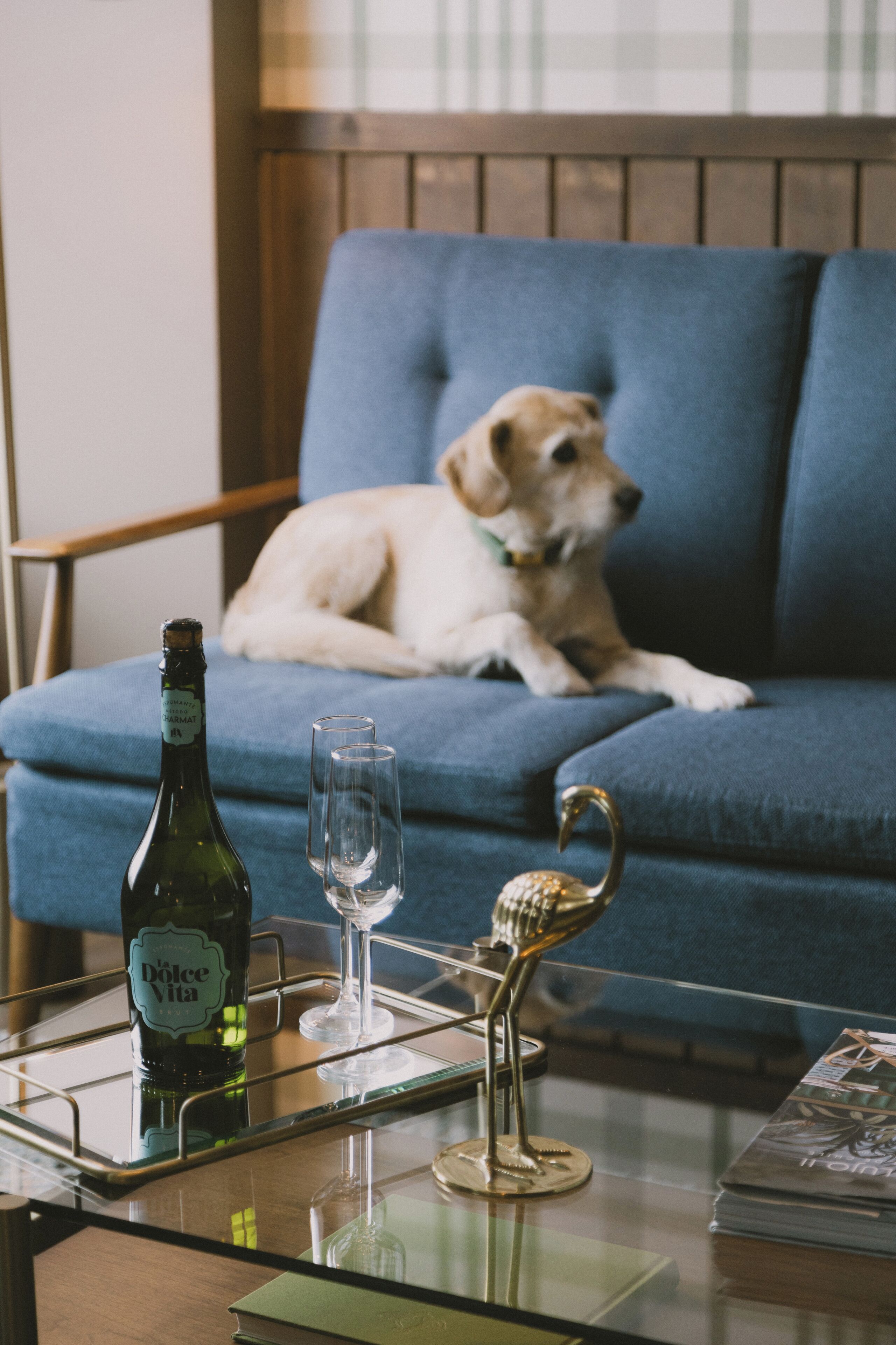 A dog lying on a blue sofa, a bottle of wine, and two glasses on a glass table.