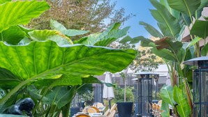 Un patio al aire libre con sillas y mesas de mimbre, rodeado de grandes plantas verdes y un cielo azul despejado.